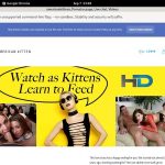 Americankittens Login Info